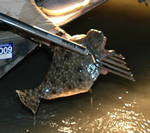 Gigged Flounder